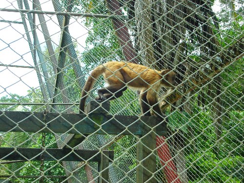 Vísceras de macaco que morreu subitamente no parque ecológico são encaminhadas para exame de febre amarela