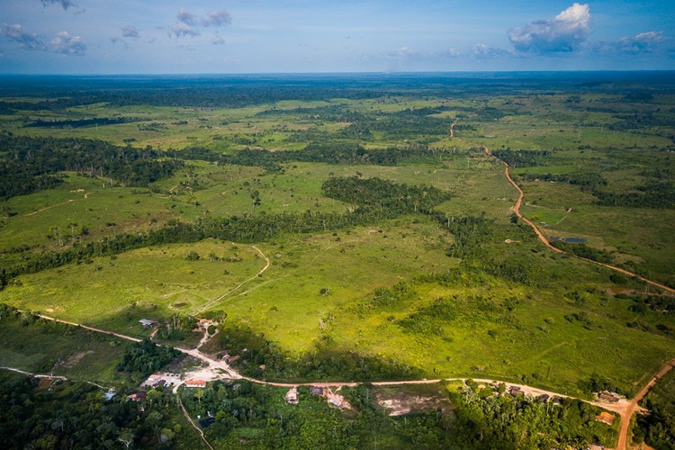 NATUREZA: Desmatamento na Amazônia ultrapassa 10 mil km2 