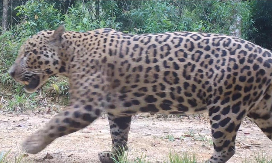 CONTROLE: Pesquisadores monitoram onças na Amazônia