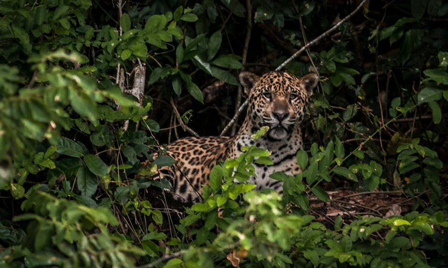 AMAZÔNIA: Estudo mostra que onças estão em áreas ameaçadas pelo homem