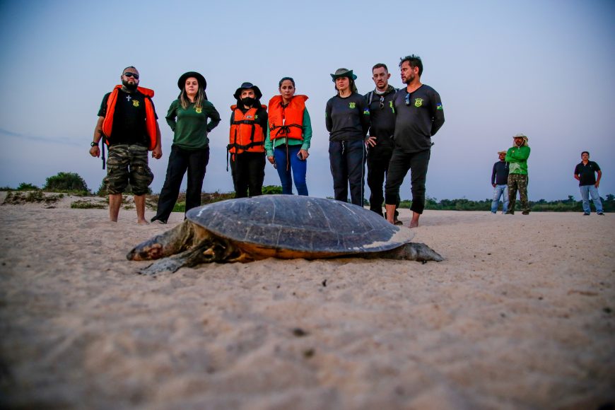 PRAIAS DE RONDÔNIA: Fiscalização é intensificada durante período de eclosão de tartarugas e tracajás 