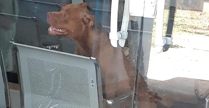 VISITA: Pitbull entra em posto de saúde e população fica em pânico