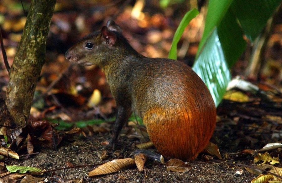 NATUREZA: Projeto catalogará toda a diversidade da vida no território brasileiro