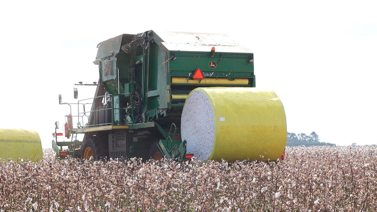 SUSTENTABILIDADE: Monitoramento que combate praga na produção de algodão é reforçado