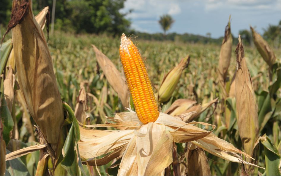 Agropecuária e agricultura continuam crescendo em 2020 em Rondônia