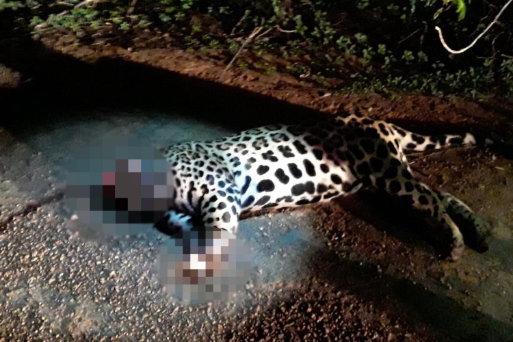 CRUEL: Onça-pintada é encontrada sem cabeça e patas em rodovia