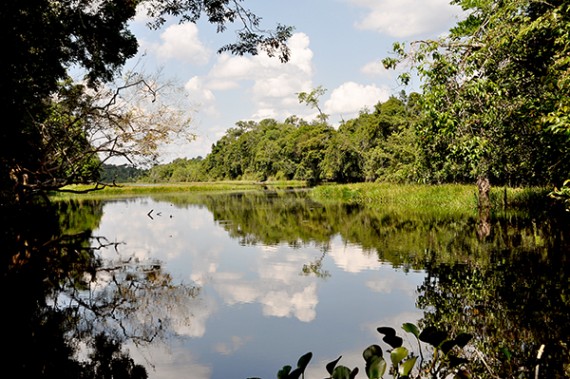 VOTAÇÃO: Governo pede extinção de reserva da Gleba Soldado da Borracha