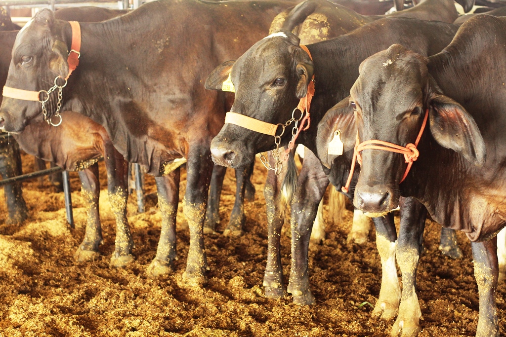 FEIRA DE NEGÓCIOS: 2ª Rondoleite tem programação variada com palestras, exposição de animais e debates