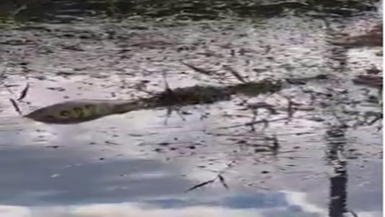 VIDEO: Cobra sucuri é avistada no canal que passa dentro do Skate Park, na capital