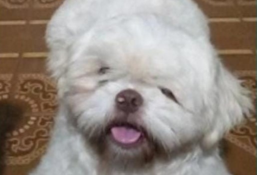 É SEU? Cachorro da raça shih-tzu é encontrado no Cidade Nova, em Porto Velho