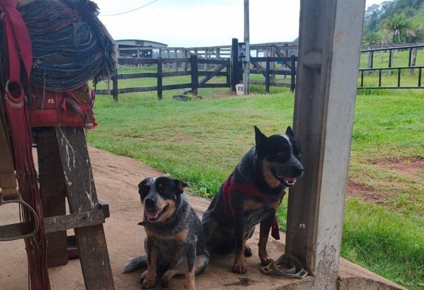 FINAL FELIZ: Cão mutilado se recupera, é adotado e vai viver em fazenda