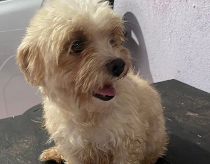 VOCÊ VIU?: Cachorrinha Isabela desaparece na zona leste de Porto Velho