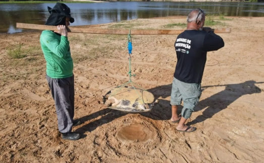 QUELÔNIOS AMAZÔNICOS: Conservação é intensificada no Parque Corumbiara com monitoramento de tartarugas