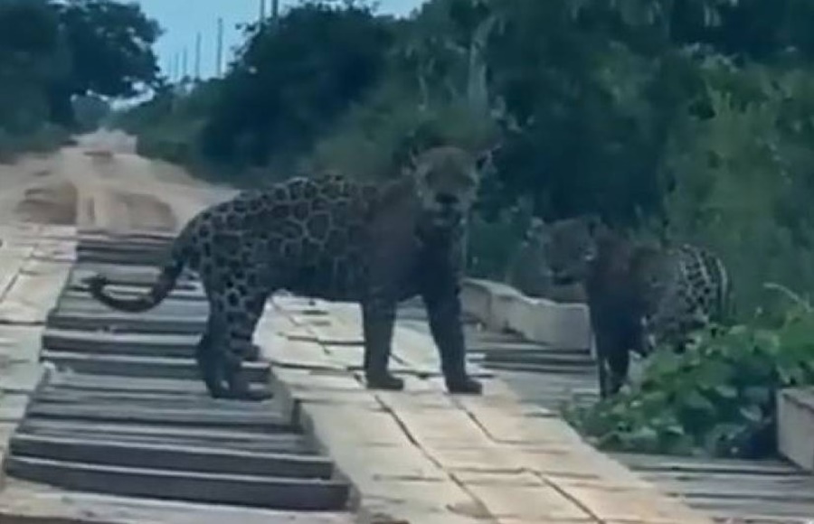 VÍDEO: Casal de onças é filmado em região rural de RO