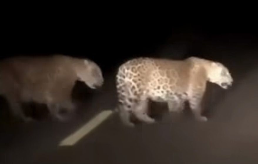 MANAUS: Onça ataca motociclista, mata cachorro e assusta locais