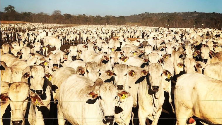 BENEFICENTE: Está chegando o dia do 11º LeiloShow da ASSDACO
