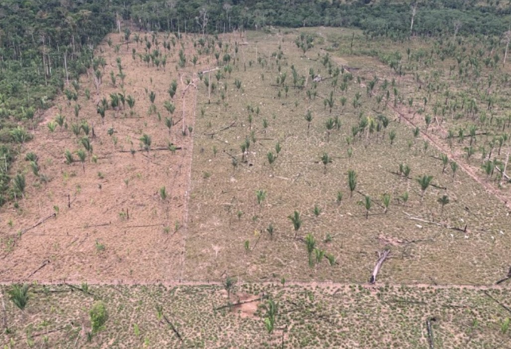 MEIO AMBIENTE: MPRO investiga desmatamento de área maior que 600 campos de futebol