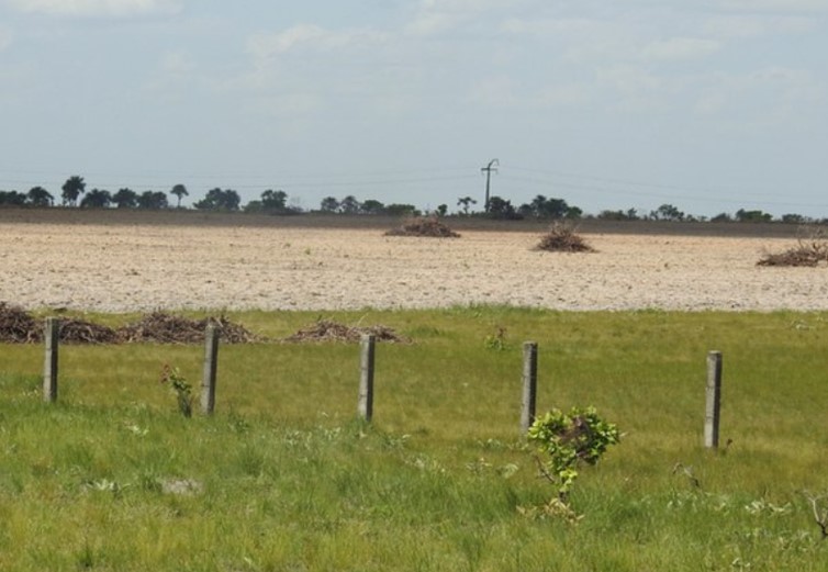 AMAZÔNIA: Governo do Brasil lança monitoramento diário de cobertura de terra