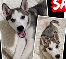 DESAPARECIDO: Husky desaparece na zona Sul de PVH