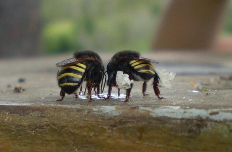 CARGA ESCONDIDA: Ibama barra tráfico internacional de 400 abelhas para a China