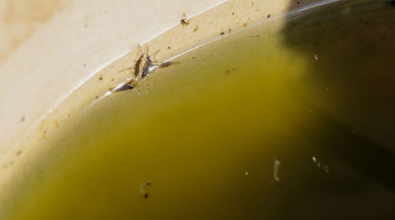 SAÚDE PÚBLICA: Tecnologia inédita leva mosquitos aliados no combate à dengue para Porto Velho