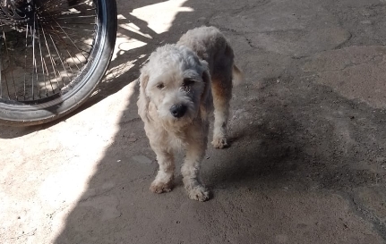 É SEU?: Moradora procura dono de cachorrinho encontrado em PVH 