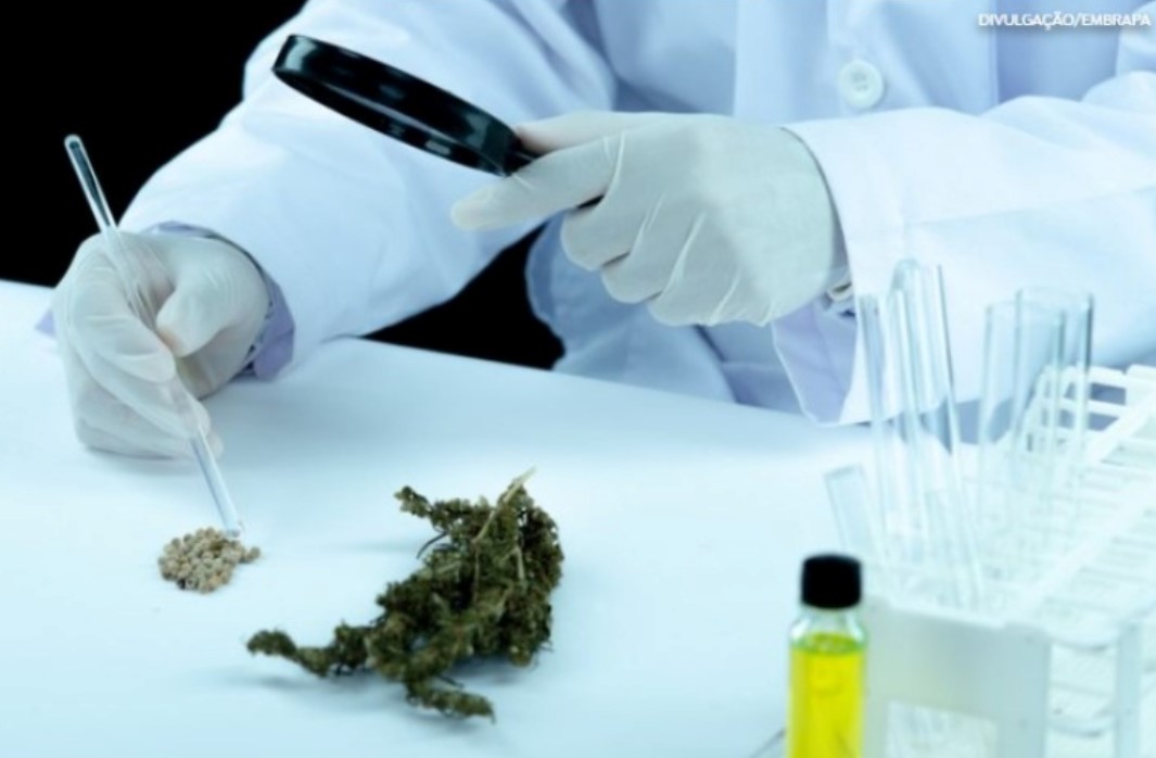 FINS MEDICINAIS: Embrapa fecha acordo para pesquisas sobre cultivo de cannabis