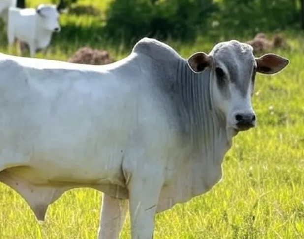 CHICO MENDES: CV pode estar usando a Resex para lavar dinheiro, aponta investigação