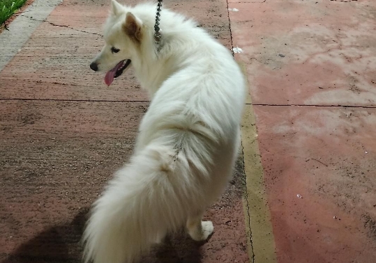 PROCURA-SE: Cães fogem na Geral do Embratel