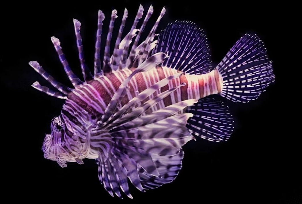 ESPÉCIE INVASORA: Larva de peixe-leão é encontrada na costa da Plataforma Continental Amazônica