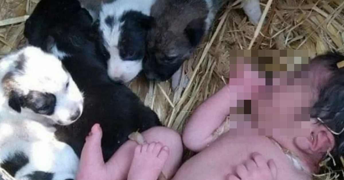 INCRÍVEL: Bebê escapa da morte ao ser aquecido por ninhada de cachorros