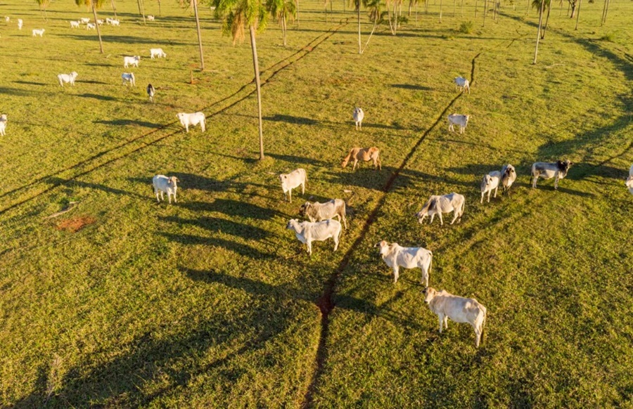 EXPORTAÇÃO: Mapa confirma que caso de Encefalopatia Espongiforme Bovina é atípico