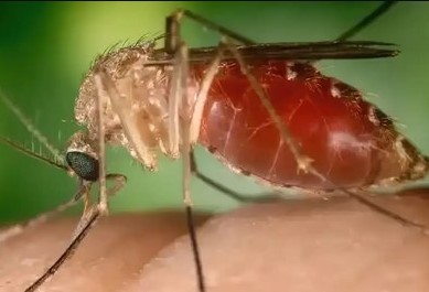 OROPOUCHE: MPF acompanha medidas de prevenção e combate em Rondônia