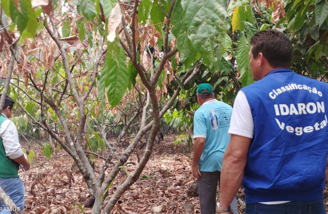 CONCACAU: Ações garantem sanidade dos frutos e amêndoas que foram destaque no evento