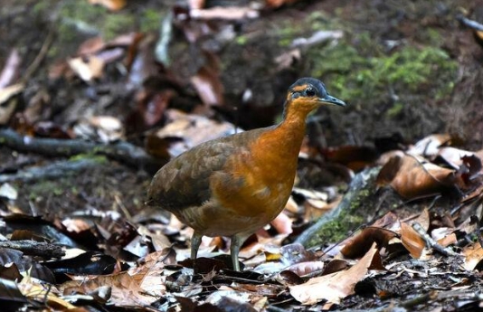 SURURINA-DA-SERRA: Estudante da UFSCar descobre nova espécie de ave na Amazônia