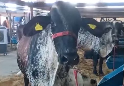 DEFESA SANITÁRIA NA RRS: Idaron mostra ações e terá palestras na Rondônia Rural Show