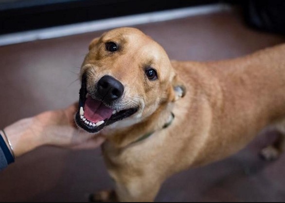 PETS: Prefeitura divulga resultado preliminar de seleção para serviços veterinários