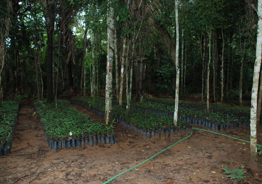 MEIO AMBIENTE: Parceria irá recompor vegetação nativa na Reserva Extrativista de Jaci-Paraná