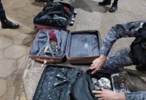 TRÁFICO: Mulher é presa carregando cerca de 30kg de maconha em ônibus