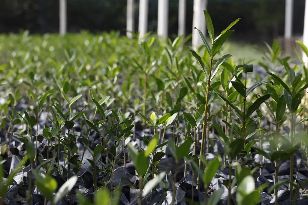 MEIO AMBIENTE: UFRJ propõe 'Re-Amazonizar o Brasil' no Festival do Conhecimento 2025