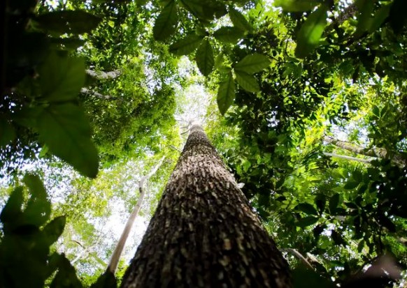 BALANÇO: Fundo Amazônia tem melhor semestre da história com R$ 1 bilhão em aprovações