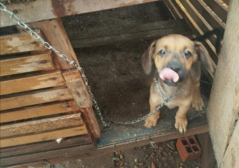 MAUS-TRATOS: Três filhotes de cachorro são resgatados pela Polícia Militar