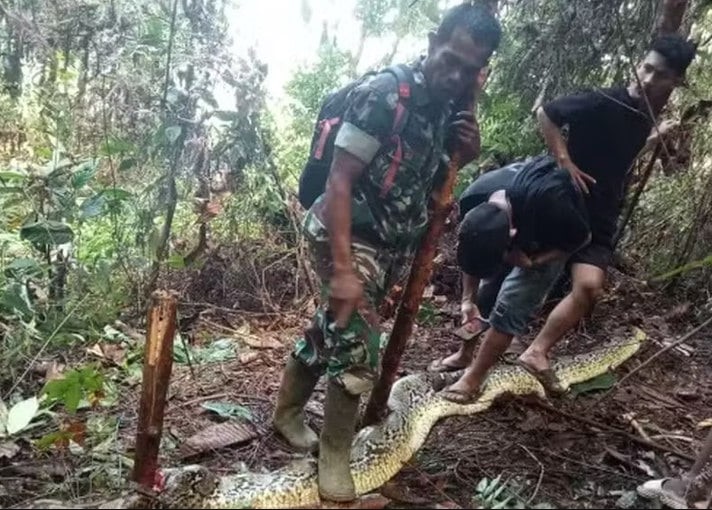 CHOCANTE: Segunda mulher é achada dentro de cobra píton em um mês na Indonésia