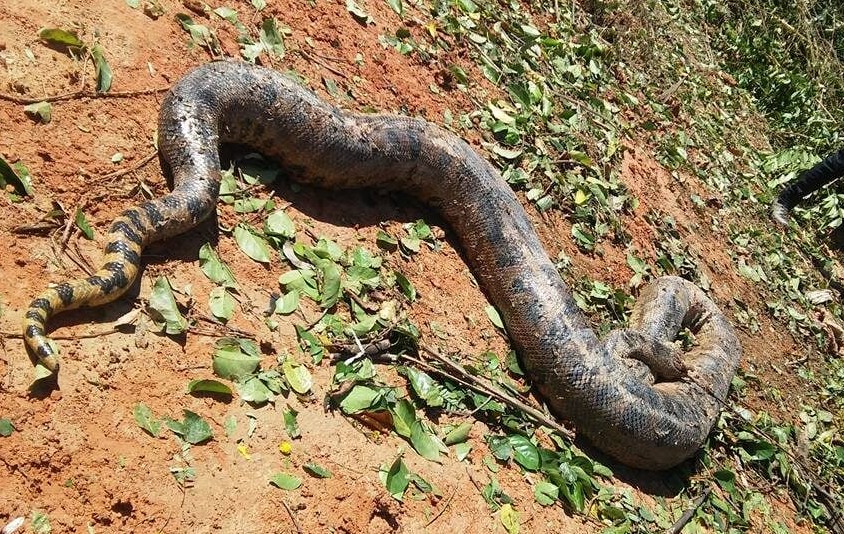 VIDA SELVAGEM: Sucuri gigante é gravada enrolada em capivara em Mato Grosso do Sul