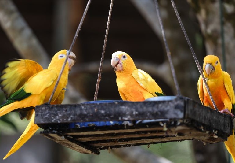 MEIO AMBIENTE: Pará avança na proteção e preservação da biodiversidade com ações pioneiras