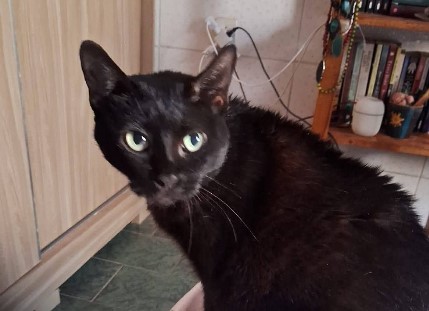 É SUA?: Gatinha é encontrada no Tancredo Neves