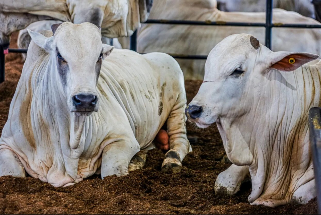 DEFESA AGROPECUÁRIA: Brasil é reconhecido como área livre de febre aftosa sem vacinação