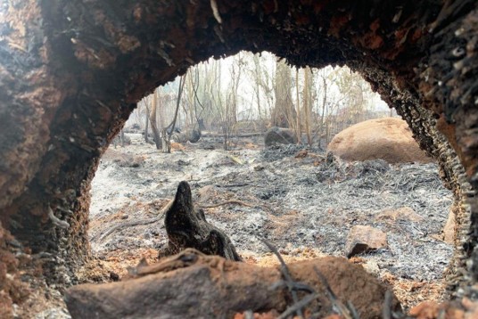 CHRISÓSTOMO: Deputado alerta para destruição da Amazônia e critica Governo Federal