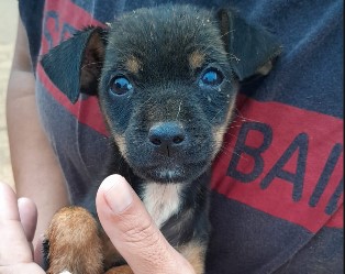 APÓS QUATRO DIAS: Cachorrinha presa em galeria pluvial é resgatada