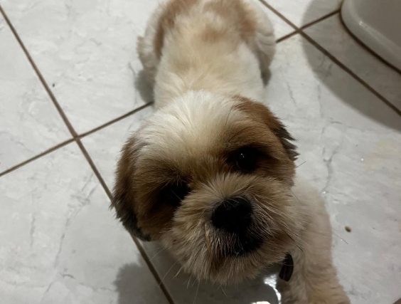 É SEU? Moradora encontra cachorro perdido na zona Leste de PVH